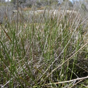 Eleocharis sphacelata at Borough, NSW - 9 Dec 2022