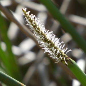 Eleocharis sphacelata at Borough, NSW - 9 Dec 2022