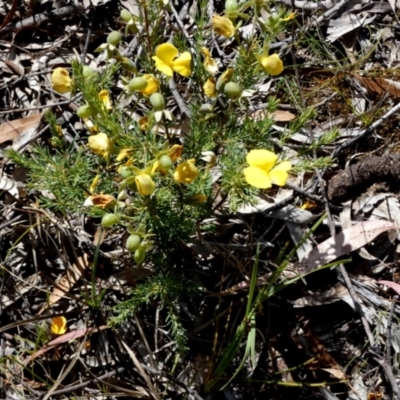 Gompholobium huegelii (Pale Wedge Pea) at Borough, NSW - 8 Dec 2022 by Paul4K