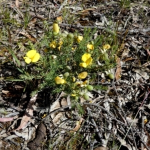 Gompholobium huegelii at Borough, NSW - 9 Dec 2022