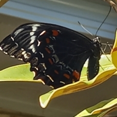 Papilio aegeus (Orchard Swallowtail, Large Citrus Butterfly) at Wright, ACT - 11 Dec 2022 by jac