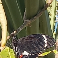 Papilio aegeus at Wright, ACT - 11 Dec 2022