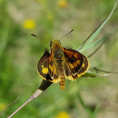 Ocybadistes walkeri (Green Grass-dart) at Kambah, ACT - 10 Dec 2022 by MatthewFrawley