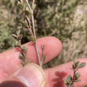 Leptospermum myrtifolium at Cotter River, ACT - 10 Dec 2022 12:56 PM