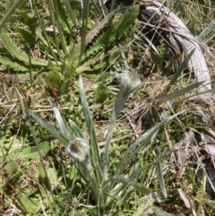 Celmisia tomentella (Common Snow Daisy) at Cotter River, ACT - 10 Dec 2022 by MattM