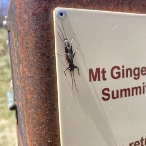 Eusthenia (genus) at Cotter River, ACT - 10 Dec 2022 11:19 AM