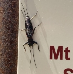 Eusthenia (genus) at Cotter River, ACT - 10 Dec 2022 11:19 AM