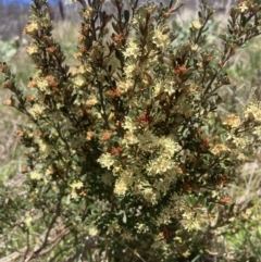 Phebalium squamulosum subsp. ozothamnoides (Alpine Phebalium, Scaly Phebalium) at Cotter River, ACT - 10 Dec 2022 by MattM