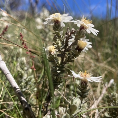 Olearia brevipedunculata (Dusty Daisy Bush) at Cotter River, ACT - 10 Dec 2022 by MattM