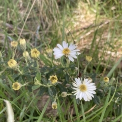 Olearia phlogopappa subsp. flavescens (Dusty Daisy Bush) at Bimberi, NSW - 10 Dec 2022 by MattM