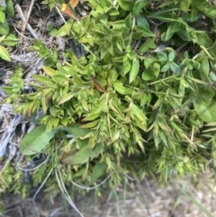 Rhytidosporum alpinum at Cotter River, ACT - 10 Dec 2022 by MattM