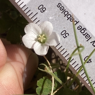 Geranium obtusisepalum (Kosciusko Crane's-bill) at Cotter River, ACT - 9 Dec 2022 by MattM