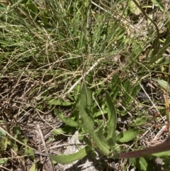 Senecio pinnatifolius var. alpinus at Cotter River, ACT - 10 Dec 2022