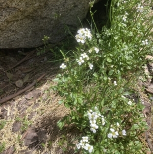 Cardamine lilacina at Bimberi, NSW - 10 Dec 2022