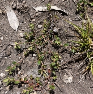 Gonocarpus montanus at Cotter River, ACT - 10 Dec 2022