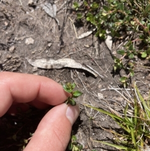 Gonocarpus montanus at Cotter River, ACT - 10 Dec 2022