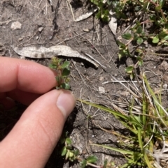 Gonocarpus montanus at Cotter River, ACT - 10 Dec 2022