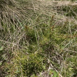 Hakea microcarpa at Cotter River, ACT - 10 Dec 2022