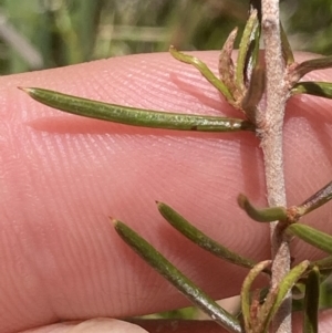 Hakea microcarpa at Cotter River, ACT - 10 Dec 2022 12:31 PM