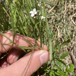 Cardamine lilacina at Cotter River, ACT - 10 Dec 2022 01:45 PM