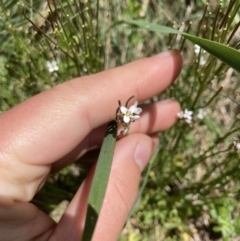 Cardamine lilacina at Cotter River, ACT - 10 Dec 2022 01:45 PM