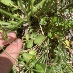 Cardamine lilacina at Cotter River, ACT - 10 Dec 2022 01:45 PM