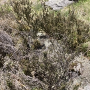 Bossiaea foliosa at Cotter River, ACT - 10 Dec 2022 12:40 PM
