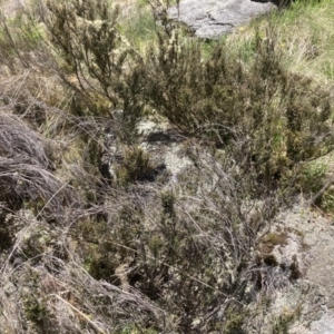 Bossiaea foliosa at Cotter River, ACT - 10 Dec 2022