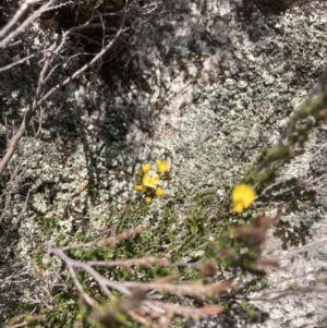 Bossiaea foliosa at Cotter River, ACT - 10 Dec 2022