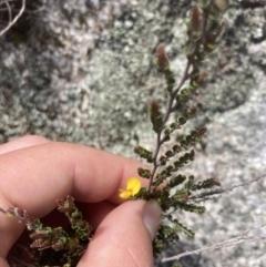 Bossiaea foliosa at Cotter River, ACT - 10 Dec 2022 12:40 PM