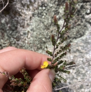 Bossiaea foliosa at Cotter River, ACT - 10 Dec 2022 12:40 PM