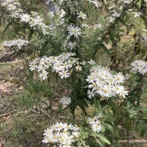 Olearia lirata at Cotter River, ACT - 10 Dec 2022