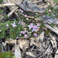 Boronia algida (Alpine Boronia) at Cotter River, ACT - 10 Dec 2022 by MattM