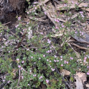 Boronia algida at Cotter River, ACT - suppressed