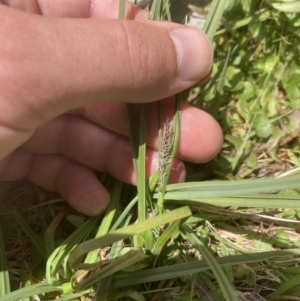 Carex gaudichaudiana at Cotter River, ACT - 10 Dec 2022