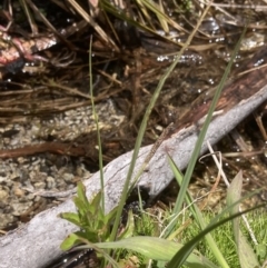 Carex gaudichaudiana at Cotter River, ACT - 10 Dec 2022