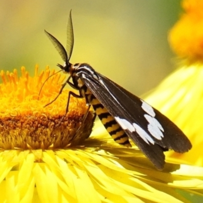 Nyctemera amicus (Senecio Moth, Magpie Moth, Cineraria Moth) at Acton, ACT - 9 Dec 2022 by DonTaylor