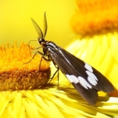 Nyctemera amicus at Acton, ACT - 9 Dec 2022 11:43 AM