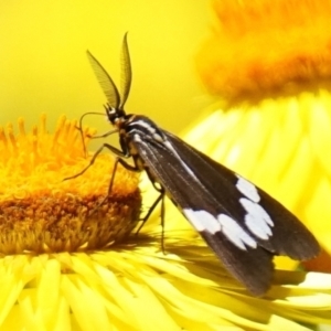 Nyctemera amicus at Acton, ACT - 9 Dec 2022 11:43 AM