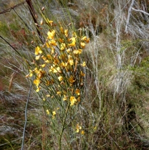 Jacksonia scoparia at Borough, NSW - suppressed