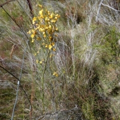 Jacksonia scoparia at Borough, NSW - suppressed