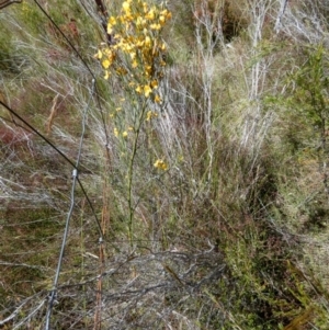 Jacksonia scoparia at Borough, NSW - suppressed