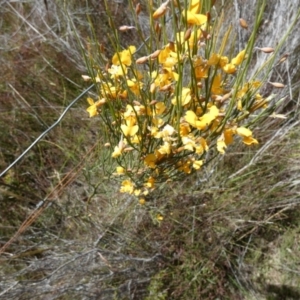 Jacksonia scoparia at Borough, NSW - suppressed
