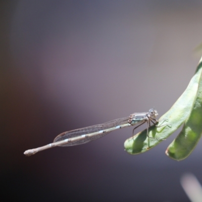 Austrolestes leda (Wandering Ringtail) at Cook, ACT - 10 Dec 2022 by Tammy