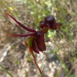 Caleana major at Borough, NSW - 9 Dec 2022