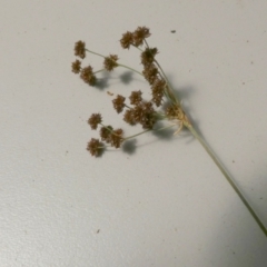 Juncus planifolius (Broad-leaved Rush) at Boro - 8 Dec 2022 by Paul4K