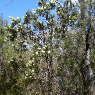Callistemon pallidus (Lemon Bottlebrush) at Borough, NSW - 8 Dec 2022 by Paul4K