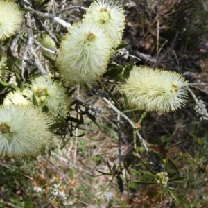 Callistemon pallidus at Borough, NSW - 9 Dec 2022