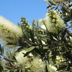 Callistemon pallidus at Borough, NSW - 9 Dec 2022