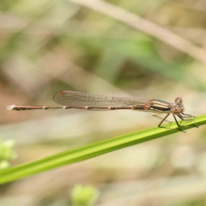 Austrolestes analis at O'Connor, ACT - 10 Dec 2022